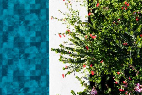 a bush with red flowers next to a swimming pool at El Patio in San Vito Rimini