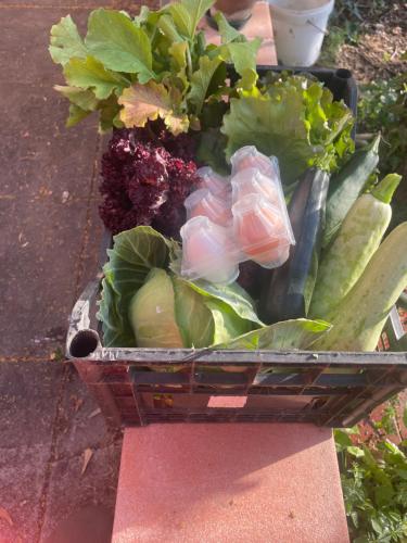a basket of vegetables sitting on the ground at Linden House Etna in Aci SantʼAntonio