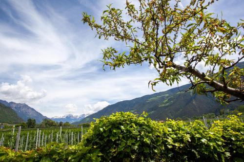 a view of a vineyard with mountains in the background at Hof Schupfer - Alpstay in Naturno