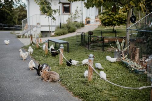 a group of chickens sitting on the grass in a yard at Ferienhaus am HerbstHof in Leutschach