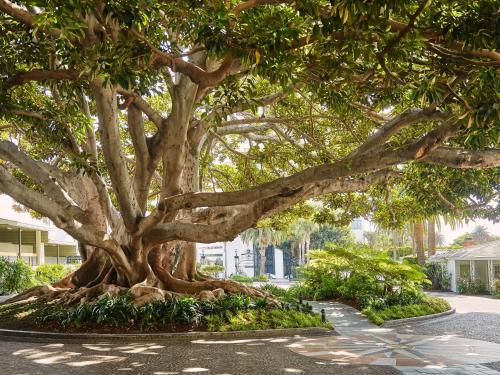 a large tree with large branches in a sidewalk at Fairmont Miramar Hotel & Bungalows in Los Angeles