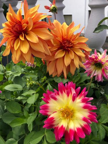a group of orange and pink flowers in a garden at Seacrest B&B in Galway