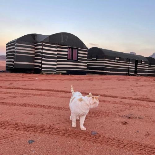 a white cat walking in front of a building at Desert Bedouin adventure in Wadi Rum