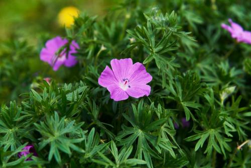 a pink flower in a bush with green leaves at Hotel Spa Les Saules in Favières