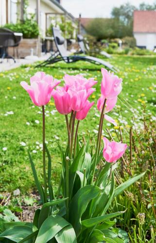 a group of pink flowers in the grass at Hotel Spa Les Saules in Favières