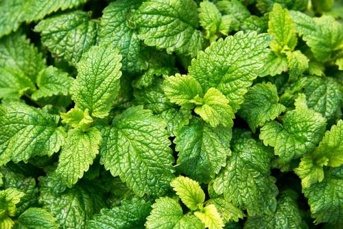 a group of green leaves of a plant at Hotel Spa Les Saules in Favières
