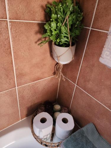 ein Badezimmer mit zwei Rollen Toilettenpapier und einer Pflanze in der Unterkunft The lion Sands Apartment in Pretoria