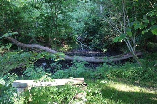 a tree laying on the ground in a forest at Ängelsbäcksstugan in Båstad