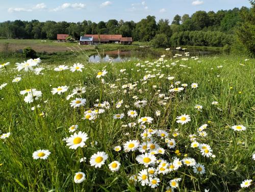 a field of daisy flowers with a barn in the background at Agroturystyka Camilleri in Młynary