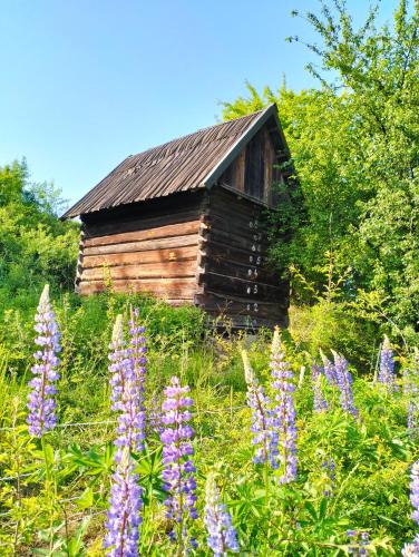 an old cabin in the middle of a field of flowers at Agroturystyka Camilleri in Młynary