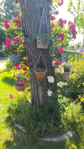 a tree with pots of flowers on it at Casa di Igor in Casemurate