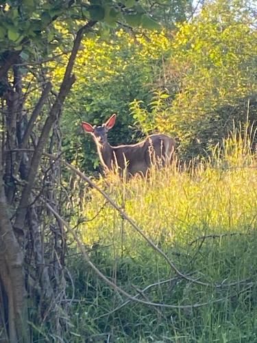 a deer standing in a field of tall grass at La Piudana Como Lake in Ponna Superiore