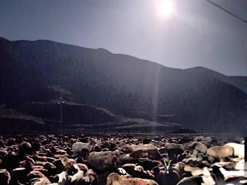 a large herd of sheep standing in front of a mountain at Xinaliq Khinalig İzzet's Riverside Home Stay in Xınalıq