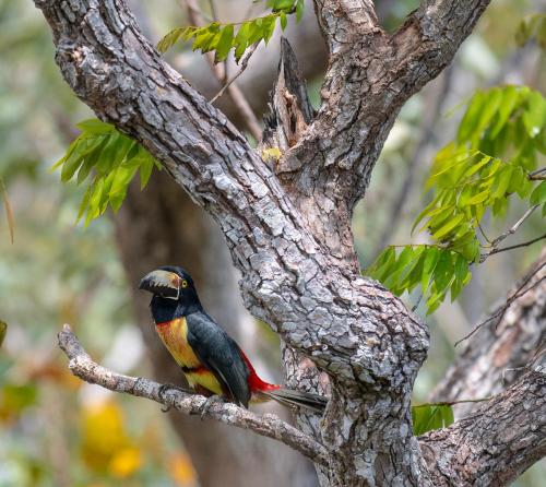 um pássaro está sentado num galho de árvore em Treehouse Tulum H2Ojos em Tulum