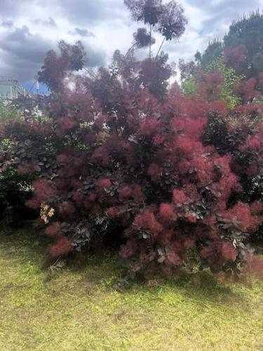 a bush with red flowers in the grass at Douceur d'argile in Toulouse