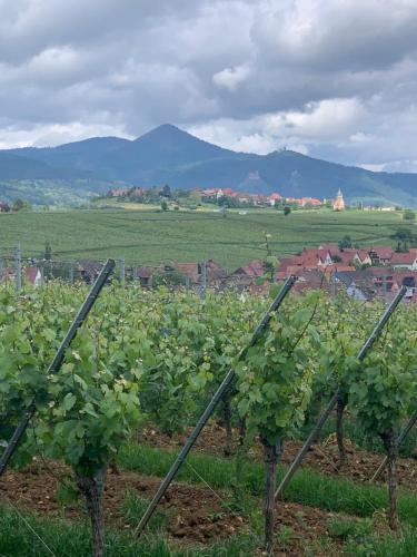 a field of vines with mountains in the background at la parenthèse in Beblenheim