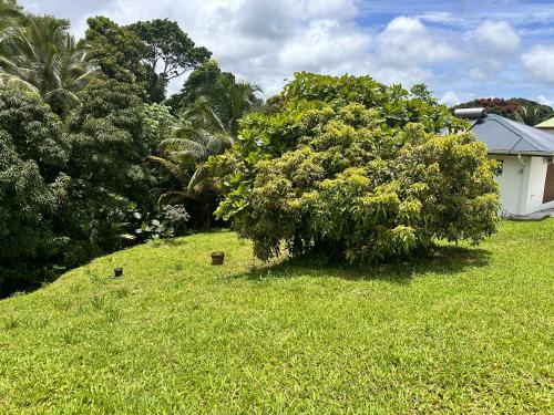 Jardín al aire libre en gîte de forêt de Guadeloupe