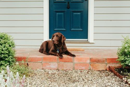 a brown dog laying in front of a door at Dorothea- stylishly designed home in Trentham in Trentham