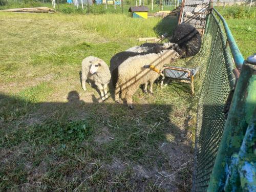 two sheep are standing next to a fence at Садиба Федорчуків Гірська хатина in Sheshory