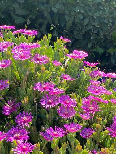 a bunch of purple flowers with green leaves at Casa Vacanze Podere San Giusto Volterra in Volterra