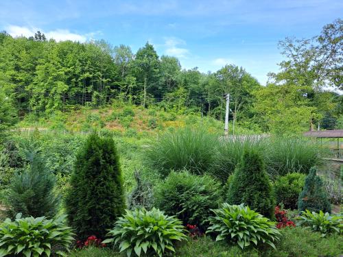 a garden with bushes and trees in the background at Сонячна Соната in Polyana