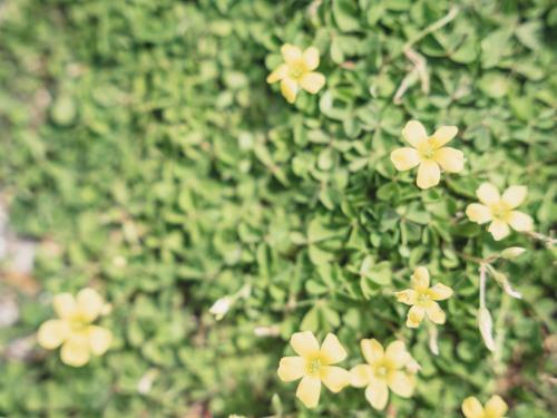 Jardín al aire libre en TOMORROW-COAST