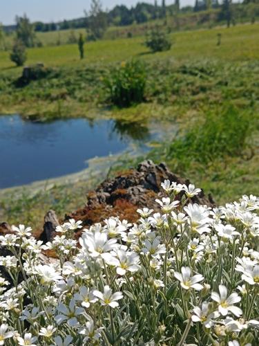 a bunch of white flowers in front of a pond at DOM w JESIONACH Brajniki - działka 1 HEKTAR in Jedwabno
