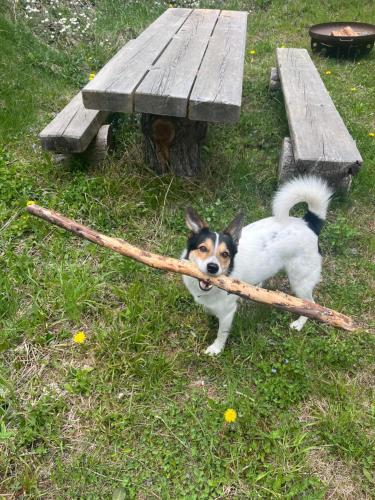a dog is holding a stick in its mouth at Almhaus Murtal Zirbenland in Obdach