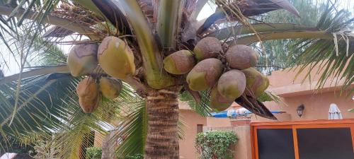 a bunch of bananas hanging from a palm tree at Hôtel La Belle Etoile & SPA in Saly Portudal