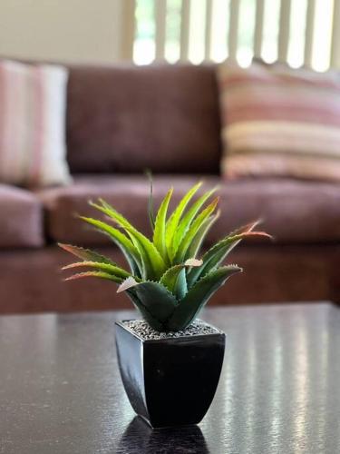 a green plant in a black vase on a table at Spacious cheerful and comfortable family home in Ginninderra