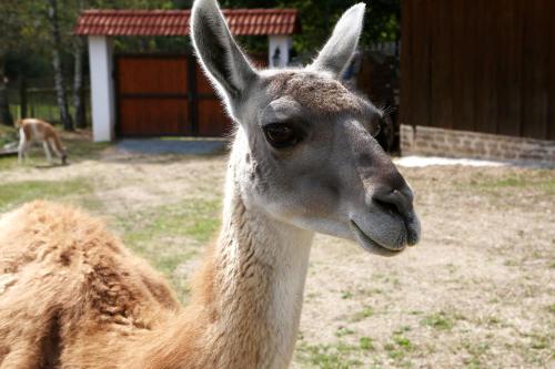 a close up of a llama standing in a field at Na Samotě Ve Srubu in Plzeň