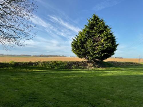 a tree in the middle of a grass field at Espace et confort in Auppegard
