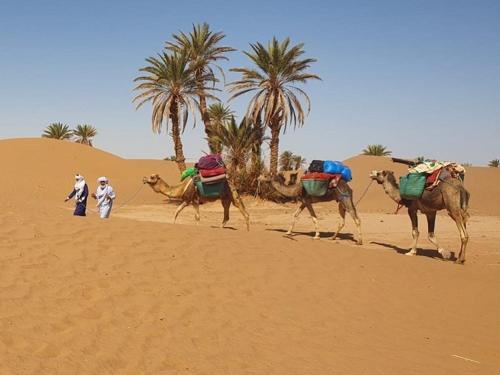 un grupo de camellos caminando por el desierto en Dar Laassri Tours, en Mhamid