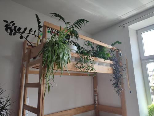 Habitación con cama elevada con plantas en Evergreen Hostel Krakow, en Cracovia