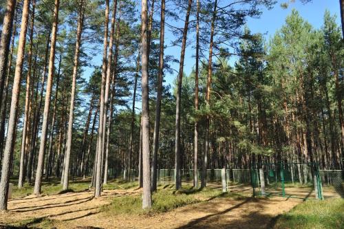 Gallery image of Pine forest house 6 in Gauja
