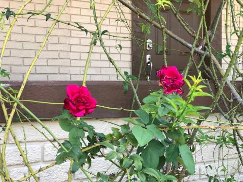 Deux roses roses roses devant une maison dans l'établissement Private Room in the Heart of Calle Ocho - 1V, à Miami
