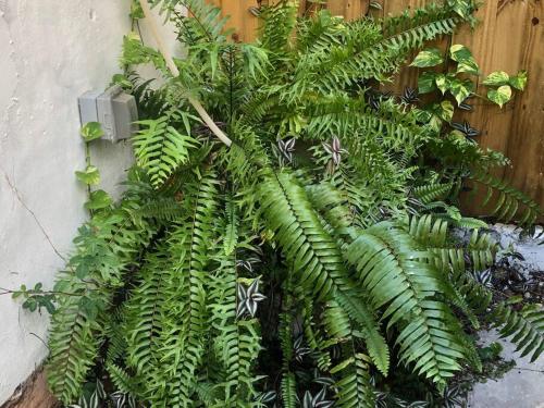 zielona roślina rośnie obok ściany w obiekcie Private Room in the Heart of Calle Ocho - 1V w Miami