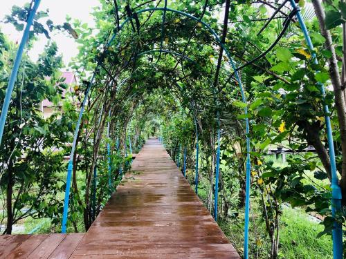 an arched path through an apple tree plantation at Baan Thung Home Stay in Prasat