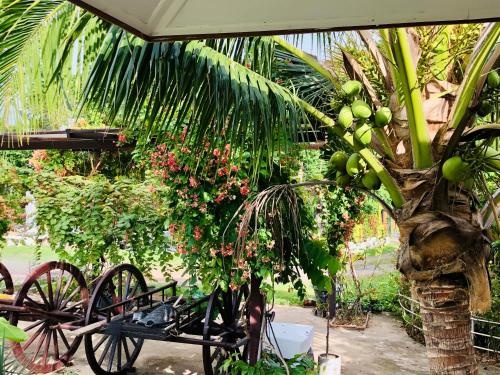 a tree with a bunch of green bananas on it at Baan Thung Home Stay in Prasat