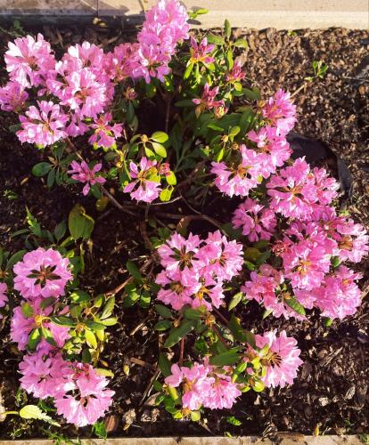 a bunch of pink flowers in a garden at Brīvdienu māja Dinary in Dagda