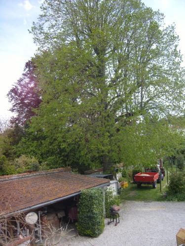 un grand arbre dans une cour à côté d'une maison dans l'établissement Le vieux tilleul, à Fère-en-Tardenois
