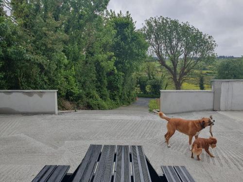 two dogs walking next to a park bench at Hogan's Cottage in Ennistymon