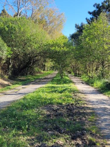 a dirt road with trees on both sides at Génesis Valdoviño in Valdoviño