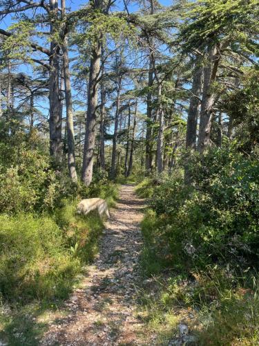 un chemin de terre à travers une forêt plantée d'arbres dans l'établissement VILLA PROVENCALE FACE AU LUBERON, à Cabrières-dʼAvignon