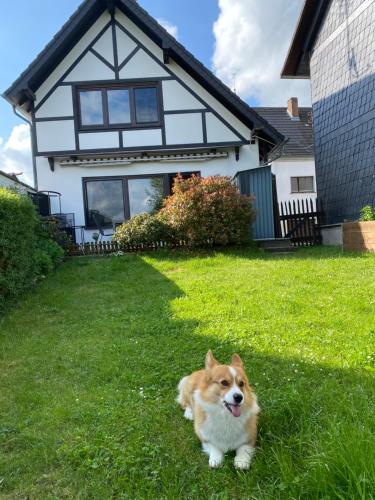a dog sitting in the grass in front of a house at Eifel Ferienhaus Luna in Ohlenhard