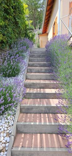 zestaw schodów prowadzących do domu z fioletowymi kwiatami w obiekcie Panoráma Csopak w mieście Csopak