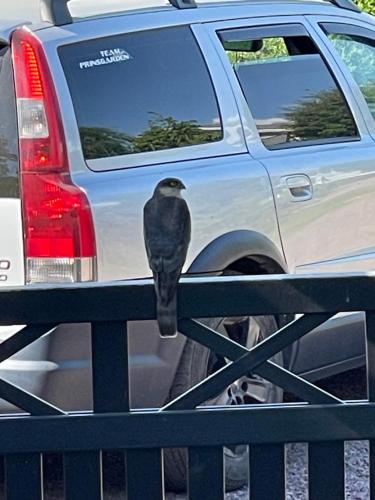 a bird sitting on a fence next to a car at Prinsgården B&B rum stugor in Mora