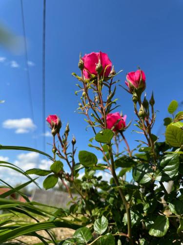 a rose bush with pink roses against a blue sky at Kuca za odmor Mare in Sveti Martin na Muri