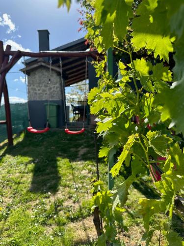 a vineyard with a house and a tree at Kuca za odmor Mare in Sveti Martin na Muri
