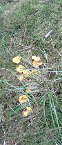a group of yellow mushrooms on the grass at Stuga Sannerud Tived in Tived